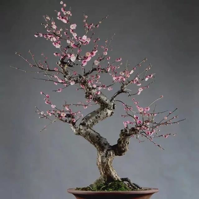 这五种花开了，预示着春回大地，花开时繁花满枝，五彩斑斓