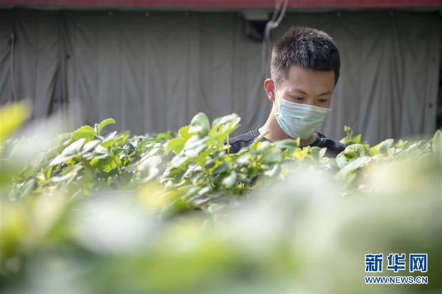 从“百枣园”到“科技小院”——山西青年农民谱写特色春耕“交响曲”