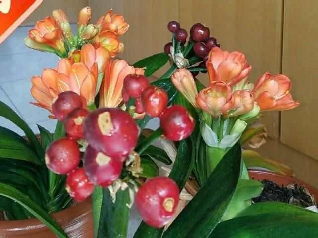 10种花，3月播种长最快，晚了还要等半年