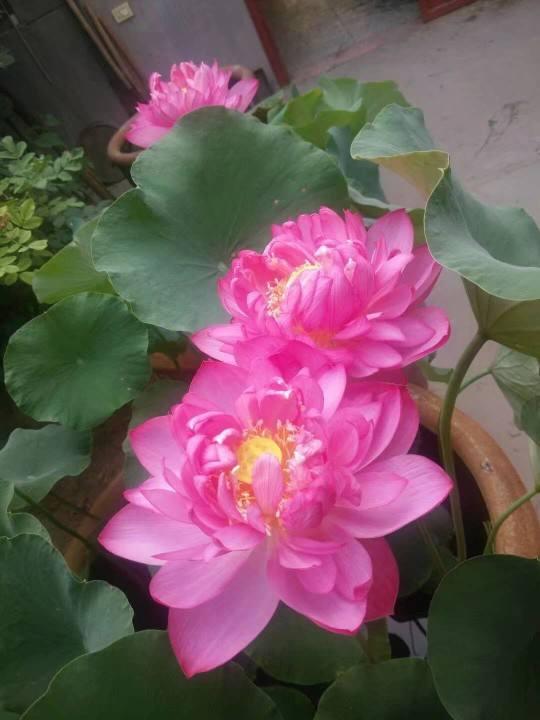 中国人特喜欢的“10种花”，家里养1种，富贵满堂迎好运