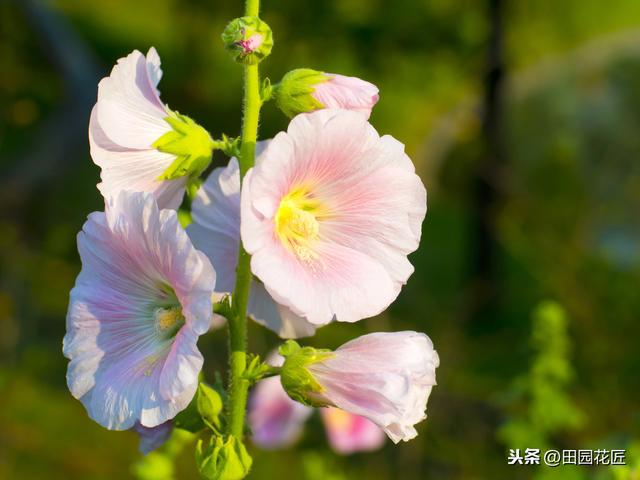 蜀葵，栽种简单，比小木槿好看，注意这样养护，即可年年开满花园