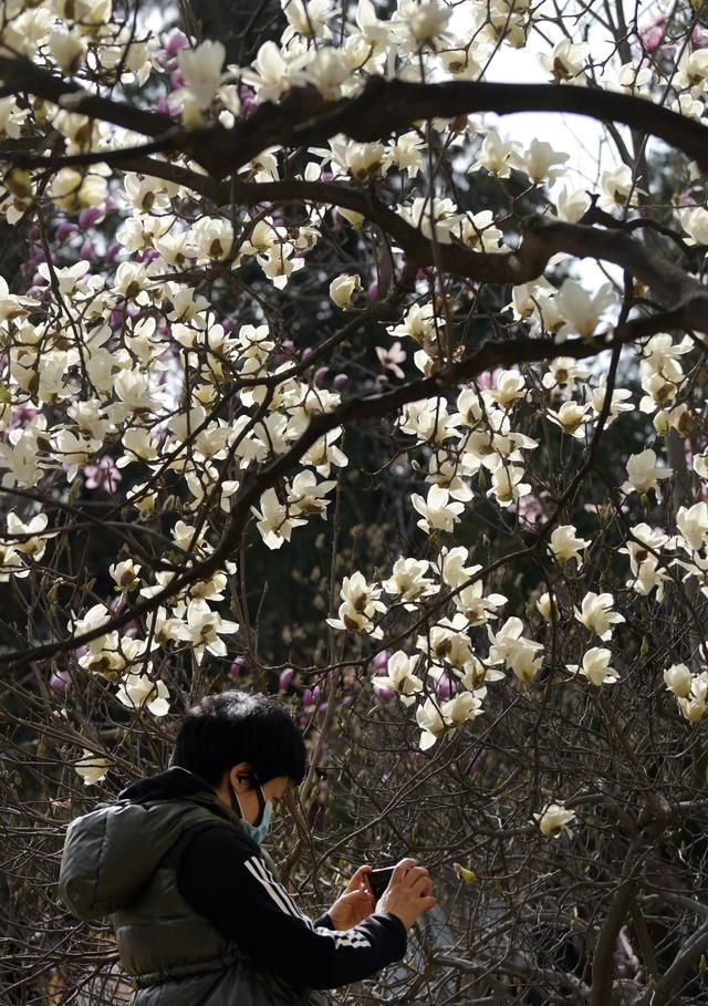 西安：春花春景春意浓