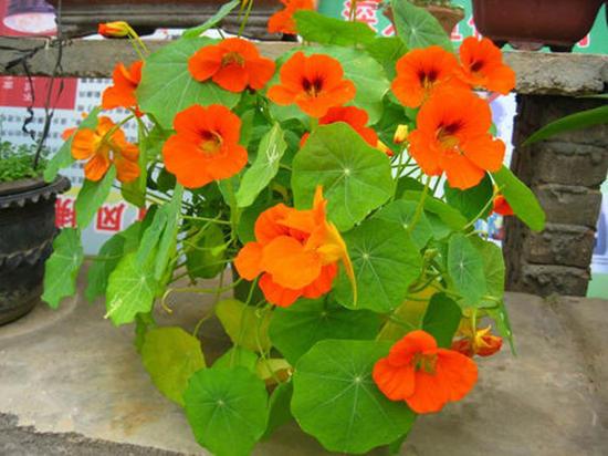 这花真会演戏，看叶子圆滚滚以为是铜钱草，没想到养久了开莲花