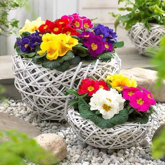 这五种花开了，预示着春回大地，花开时繁花满枝，五彩斑斓