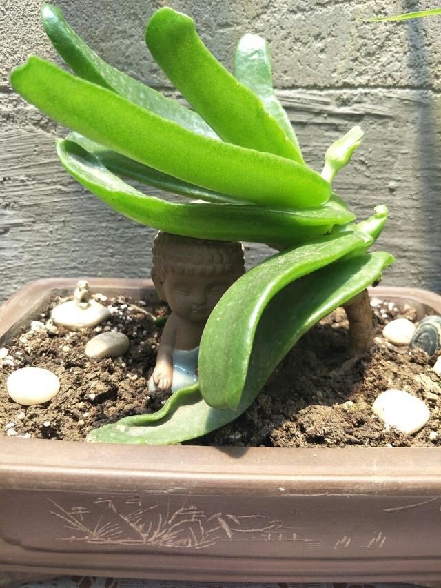 令箭荷花是一种非常招人喜欢的花卉，他不开花的时候，叶子就像个令箭，看起来也没什么特别吸引人的地方，但是只要一开花，就特别没，花型艳丽，花色还漂亮，像是荷花一样，所以取名为令箭荷花。    邻居养的令箭荷花，每次都能开20朵，到底咋养的？   以前令箭荷花养的人并不是很多，现在越来越多人喜欢养了，一些年轻人也慢慢发现了令箭荷花的美。令箭荷花养好了，开花会特别多，今天花花整理了一套令箭荷花的养护要点，喜欢它的花友可以收藏下来好好学一下哦~    邻居养的令箭荷花，每次都能开20朵，到底咋养的？   1、土壤要