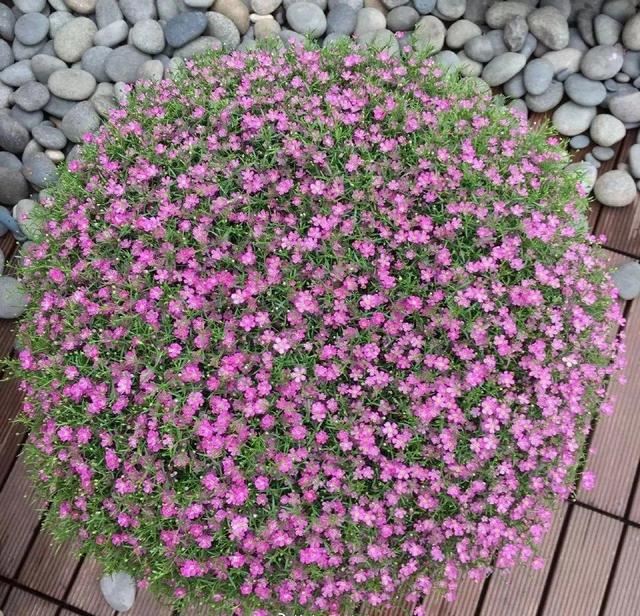 养这花不占地，盆盆开爆，阳台再小也能变花海