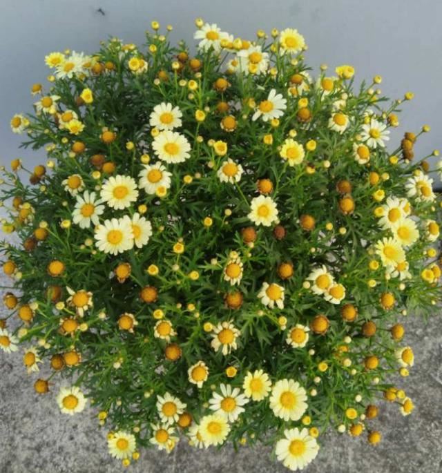 太贵的花别买，这6种小草花，随便剪剪就开爆