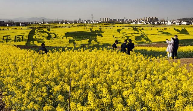 “秦岭四宝”“现身”万亩油菜花海