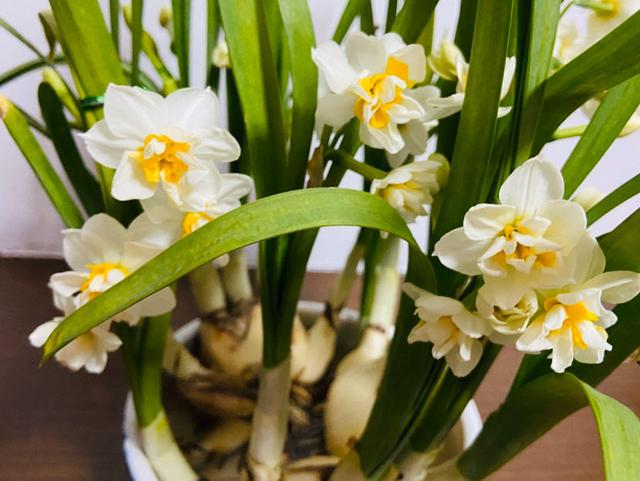 中国人特喜欢的“10种花”，家里养1种，富贵满堂迎好运