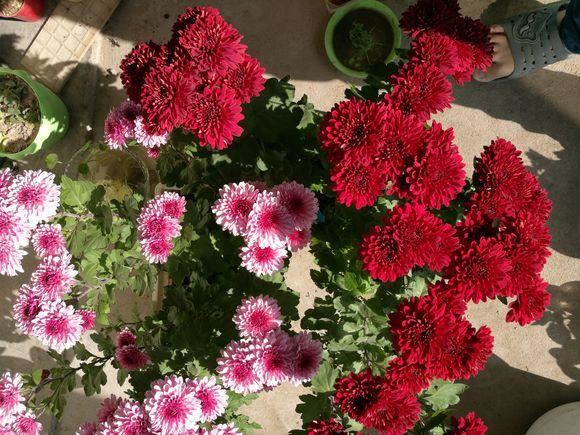 家里这花太神奇，开花后会变颜色，跟颜料染过似的