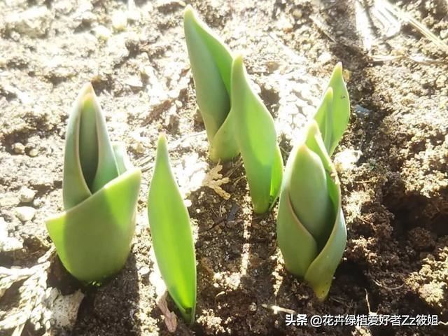 郁金香家庭养护小百科