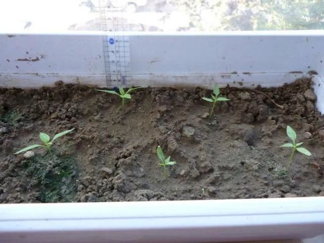 10种花，3月播种长最快，晚了还要等半年
