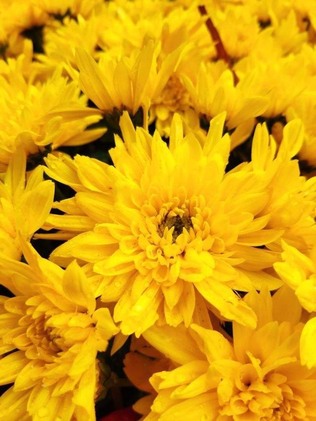 中国人特喜欢的“10种花”，家里养1种，富贵满堂迎好运