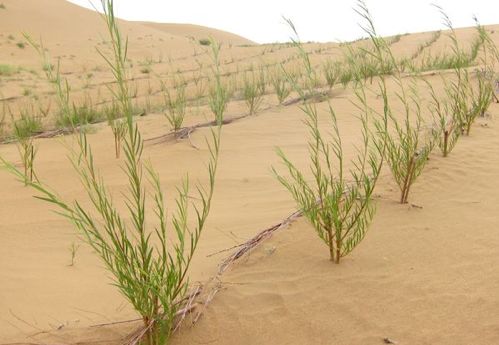 守护祖国绿水青山，无人机在行动