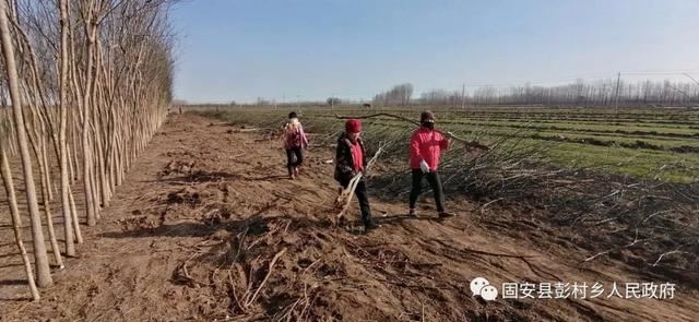 忙乘东风去造林——彭村乡抢抓时节迅速掀起造林热潮