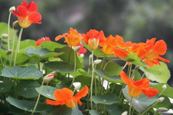这花真会演戏，看叶子圆滚滚以为是铜钱草，没想到养久了开莲花