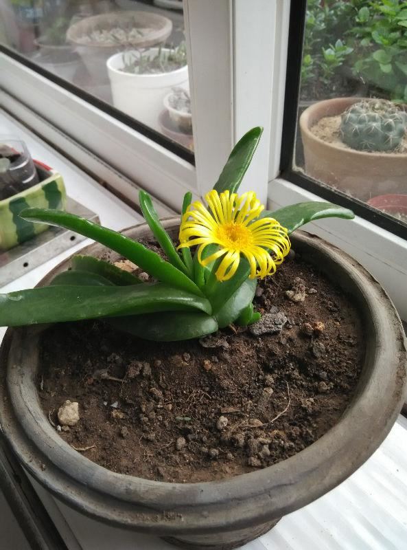 令箭荷花是一种非常招人喜欢的花卉，他不开花的时候，叶子就像个令箭，看起来也没什么特别吸引人的地方，但是只要一开花，就特别没，花型艳丽，花色还漂亮，像是荷花一样，所以取名为令箭荷花。    邻居养的令箭荷花，每次都能开20朵，到底咋养的？   以前令箭荷花养的人并不是很多，现在越来越多人喜欢养了，一些年轻人也慢慢发现了令箭荷花的美。令箭荷花养好了，开花会特别多，今天花花整理了一套令箭荷花的养护要点，喜欢它的花友可以收藏下来好好学一下哦~    邻居养的令箭荷花，每次都能开20朵，到底咋养的？   1、土壤要