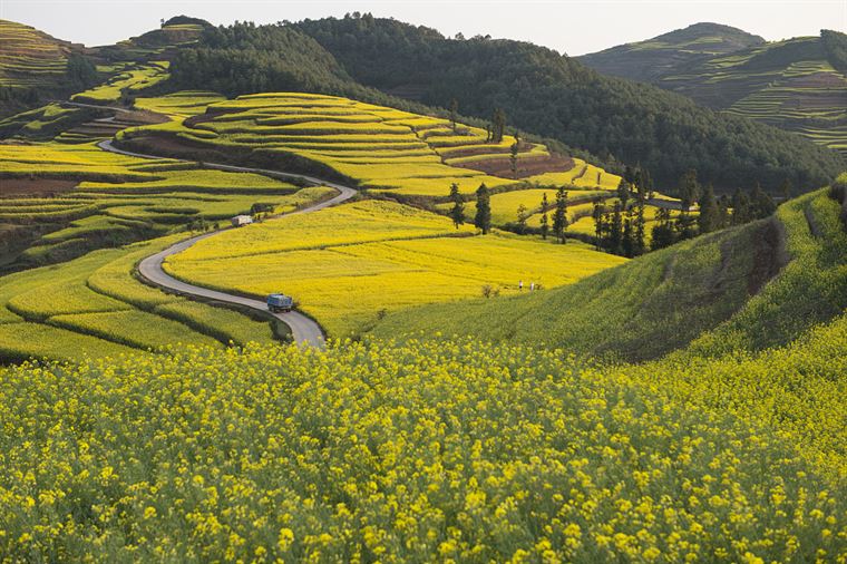 “寻香地图”上线，追逐各城春日里的花花世界