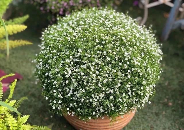 养这花不占地，盆盆开爆，阳台再小也能变花海