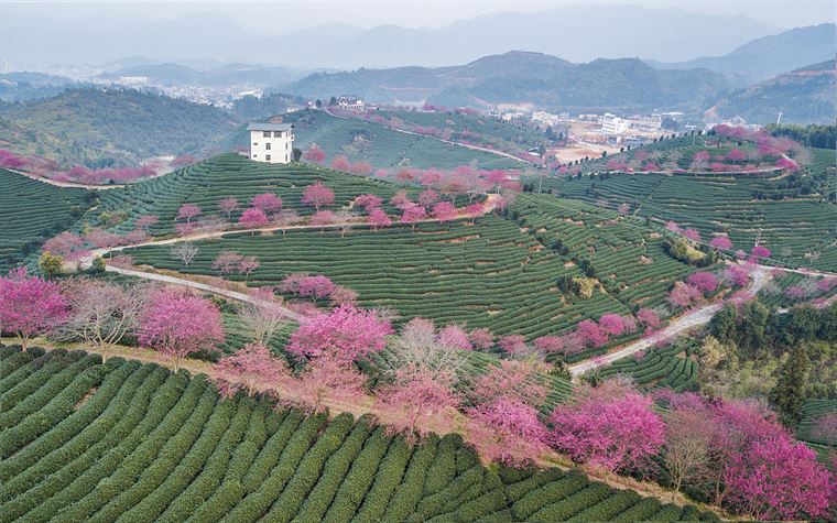 “寻香地图”上线，追逐各城春日里的花花世界