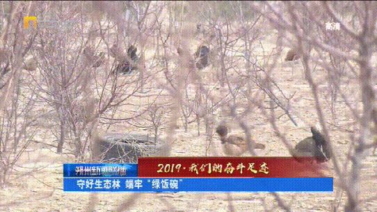 守好生态林 端牢“绿饭碗” 守好生态林 端牢“绿饭碗”