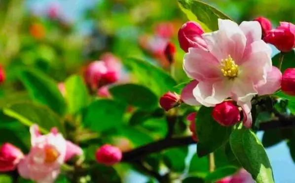 5种本木花卉,随便在家养一盆,瞬间提升档次 5种本木花卉,随便在家养一盆,瞬间提升档次