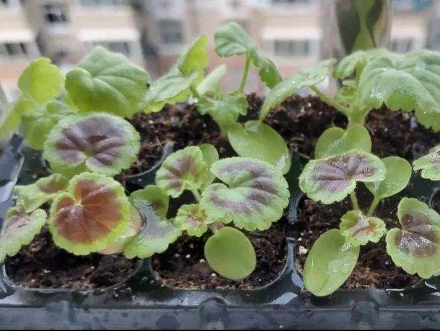 10种花，3月播种长最快，晚了还要等半年