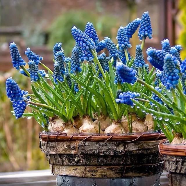 这五种花开了，预示着春回大地，花开时繁花满枝，五彩斑斓