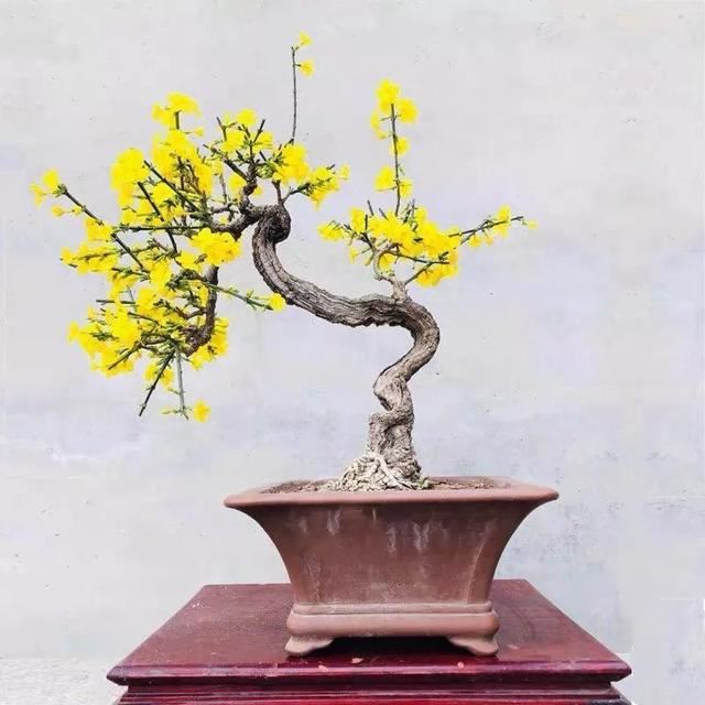 这五种花开了，预示着春回大地，花开时繁花满枝，五彩斑斓