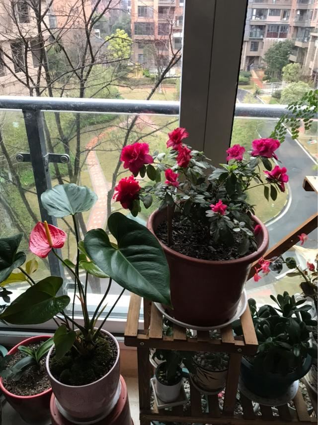 他家杜鹃一到春节就开成花海，就是这么养出来的，好简单