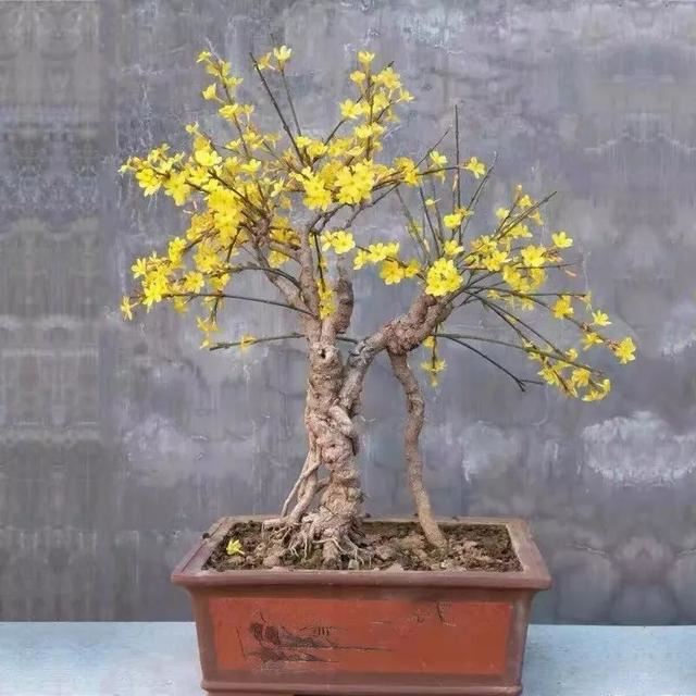 这五种花开了，预示着春回大地，花开时繁花满枝，五彩斑斓