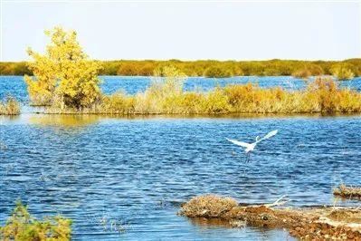生态保护｜干旱大地变绿洲