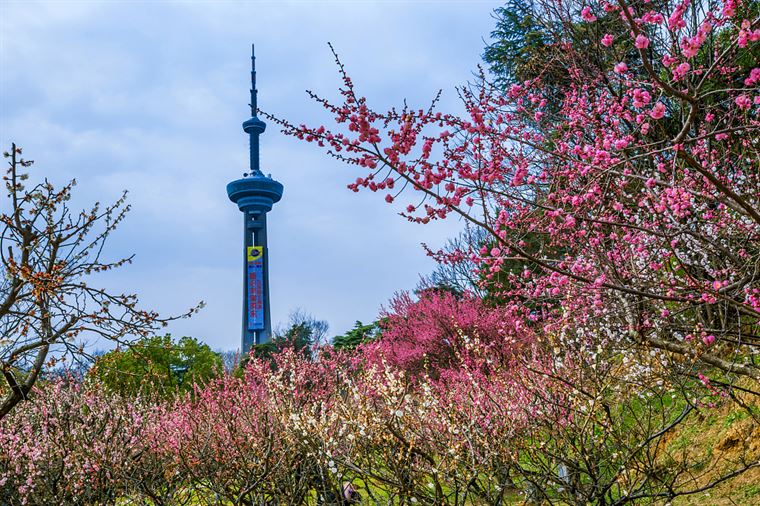 “寻香地图”上线，追逐各城春日里的花花世界