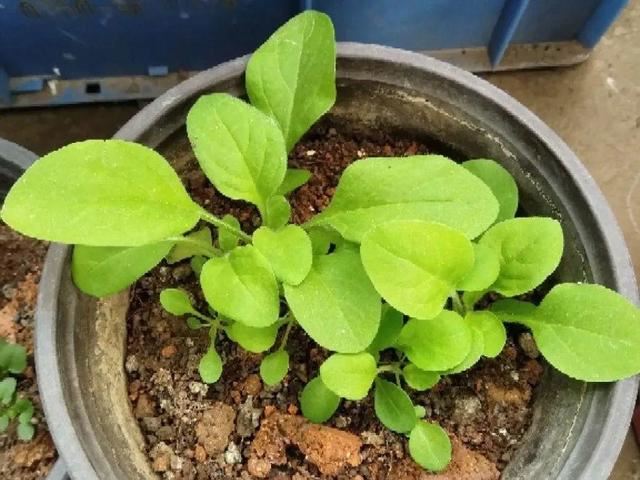 10种花，3月播种长最快，晚了还要等半年