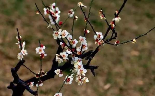 5种本木花卉,随便在家养一盆,瞬间提升档次 5种本木花卉,随便在家养一盆,瞬间提升档次