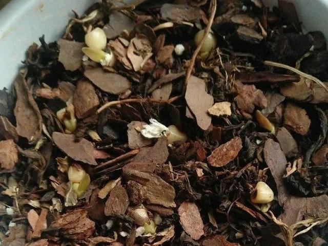 10种花，3月播种长最快，晚了还要等半年