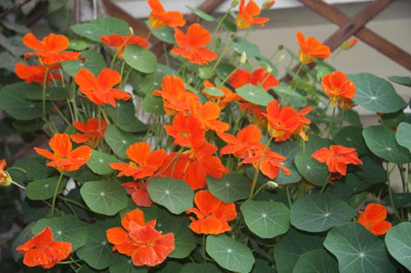 这花真会演戏，看叶子圆滚滚以为是铜钱草，没想到养久了开莲花