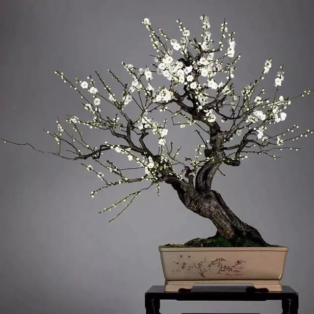 这五种花开了，预示着春回大地，花开时繁花满枝，五彩斑斓