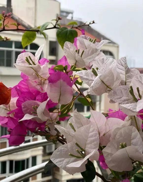 5种本木花卉,随便在家养一盆,瞬间提升档次 5种本木花卉,随便在家养一盆,瞬间提升档次