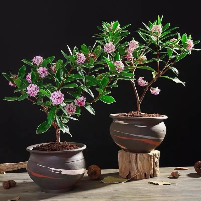 这五种花开了，预示着春回大地，花开时繁花满枝，五彩斑斓