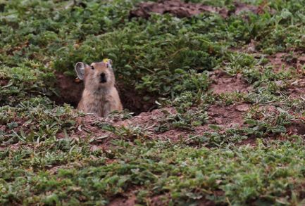 守护祖国绿水青山，无人机在行动