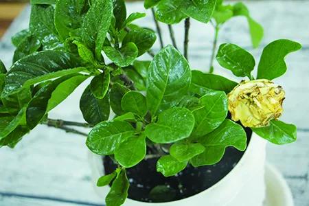 5种本木花卉,随便在家养一盆,瞬间提升档次 5种本木花卉,随便在家养一盆,瞬间提升档次