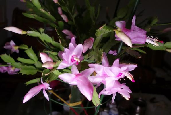 家里这花太神奇，开花后会变颜色，跟颜料染过似的