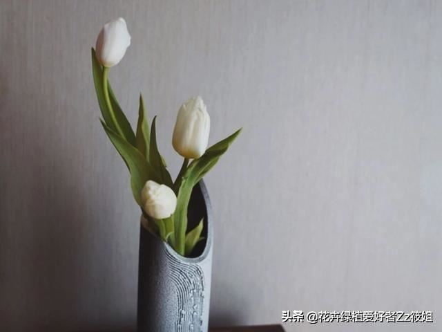 郁金香家庭养护小百科