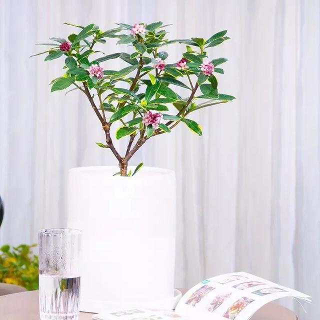 这五种花开了，预示着春回大地，花开时繁花满枝，五彩斑斓