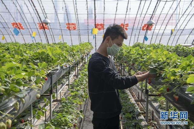 从“百枣园”到“科技小院”——山西青年农民谱写特色春耕“交响曲”