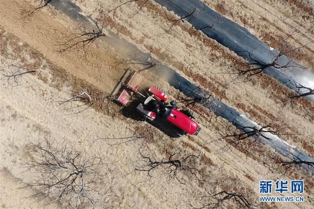 从“百枣园”到“科技小院”——山西青年农民谱写特色春耕“交响曲”