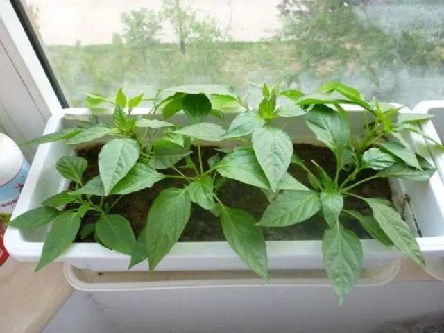 10种花，3月播种长最快，晚了还要等半年