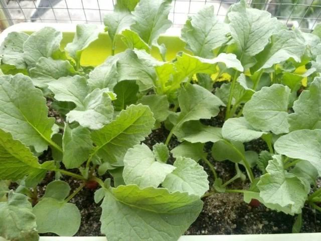 10种花，3月播种长最快，晚了还要等半年