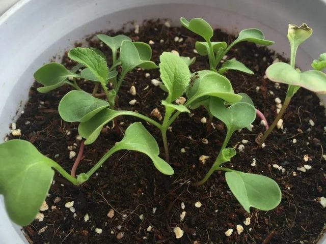 10种花，3月播种长最快，晚了还要等半年